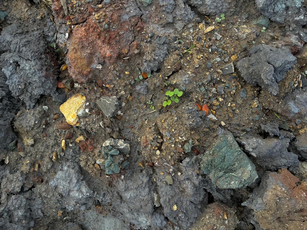Galestro soil of Coró