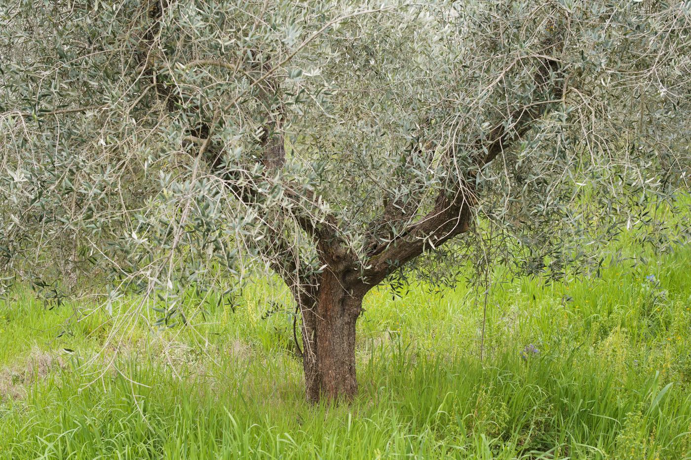 Coró olive orchard
